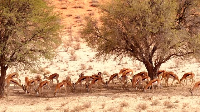 herd of grazing springbok in kalahari desert  580
