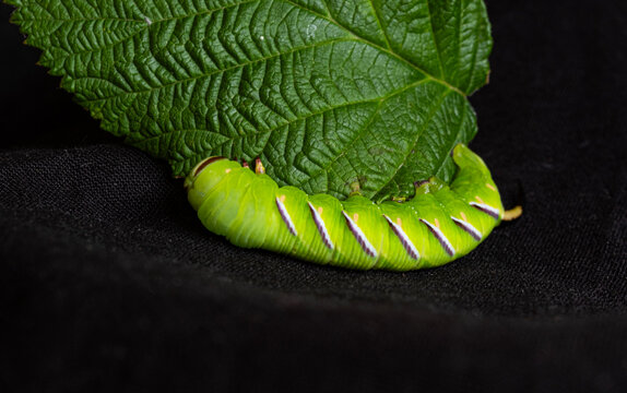Close-up of a green hornworm caterpillar on black fabric, dramatic contrast, natural macro detail, copy space