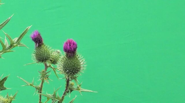 Two purple thistle flower buds on green screen background close-up.