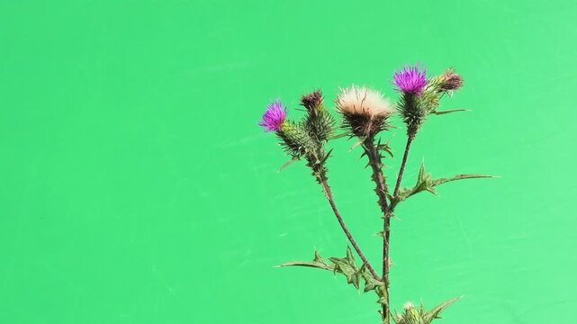 Two purple thistle flower buds on green screen background close-up.
