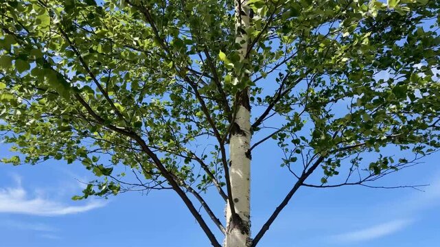 Young Birch Tree Top Swaying in Wind Against Blue Sky in Finland