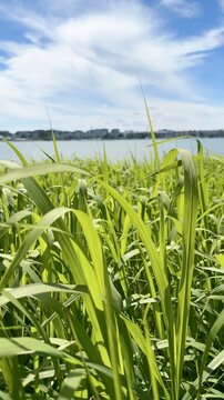 Green Reeds Swaying on J&auml;tk&auml;saari Coastline with Blurred Lauttasaari in Distance