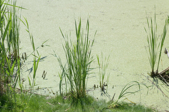 reeds in a marshy pond covered over with duck weed and algae 
