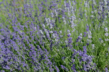 Obraz premium field of lavender