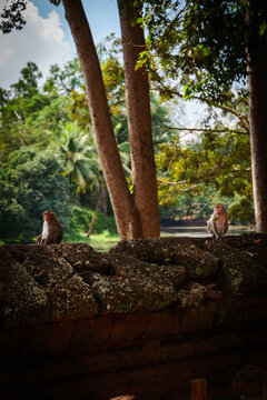 View of two macaques sitting on an ancient mossy stone wall in a lush jungle setting near a pond in Krong Siem Reap, Siem Reap Province, Cambodia.