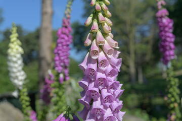 various foxglove or digitalis flower spikes in bloom at the park © eugen