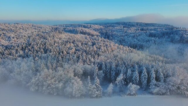 Serene Winter Landscape with Evergreen Trees and Drifting Fog