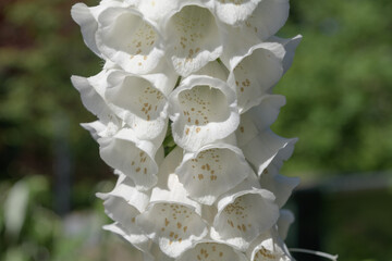 white foxglove or digitalis flower spike close-up © eugen