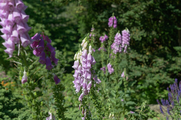 various foxglove or digitalis flower spikes in bloom at the park © eugen