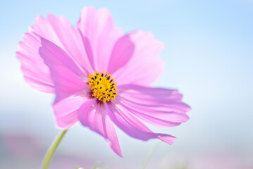 Single pink cosmos flower translucent in the clear autumn sunlight.（秋桜） © Kouji_film