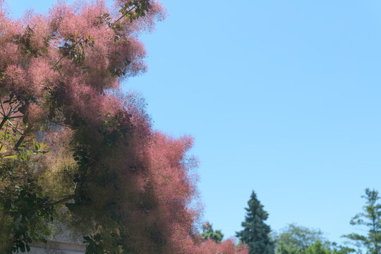 Smoke bush (scientifically known as Cotinus) and sky
