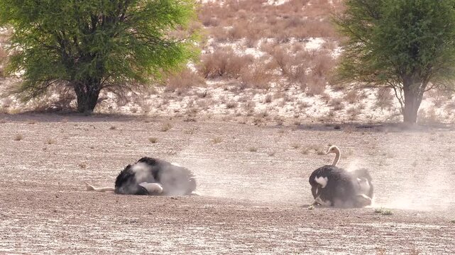 two ostriches, Struthio camelos, dust bathing 520
