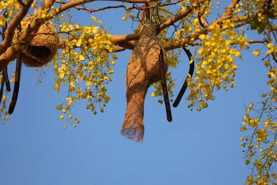 Weaver Bird Nest Hanging on Golden Shower Tree with Blooming Yellow Flowers Against Blue Sky