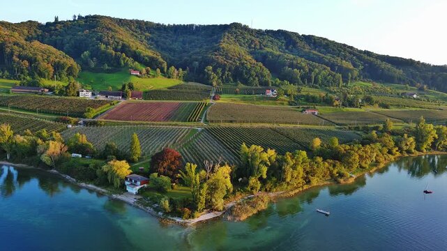 Aerial View of Lush Vineyards and Serene Lake Landscape at Sunset