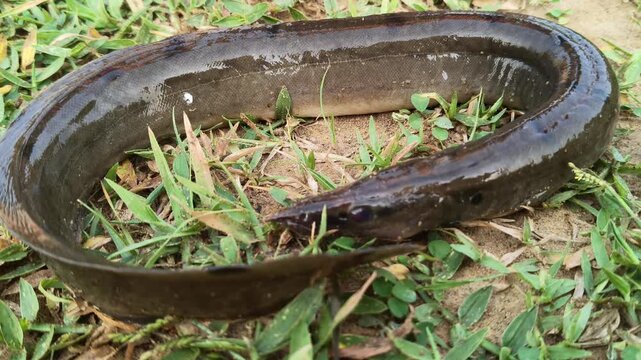Mottled eel or Anguilla bengalensis. Its common name is&nbsp;African mottled eel, the&nbsp;Indian longfin eel, the&nbsp;Indian mottled eel, the&nbsp;long-finned eel and the&nbsp;river eel. 