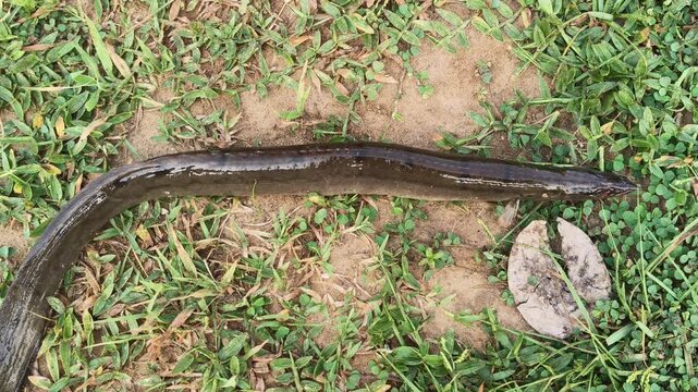 Mottled eel or Anguilla bengalensis. Its common name is&nbsp;African mottled eel, the&nbsp;Indian longfin eel, the&nbsp;Indian mottled eel, the&nbsp;long-finned eel and the&nbsp;river eel. 