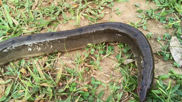Mottled eel or Anguilla bengalensis. Its common name is&nbsp;African mottled eel, the&nbsp;Indian longfin eel, the&nbsp;Indian mottled eel, the&nbsp;long-finned eel and the&nbsp;river eel. 