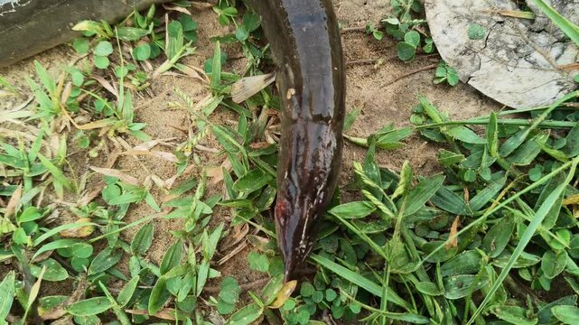 Mottled eel or Anguilla bengalensis. Its common name is&nbsp;African mottled eel, the&nbsp;Indian longfin eel, the&nbsp;Indian mottled eel, the&nbsp;long-finned eel and the&nbsp;river eel. 