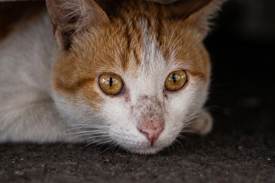 Close-up portrait of a ginger and white cat with golden eyes