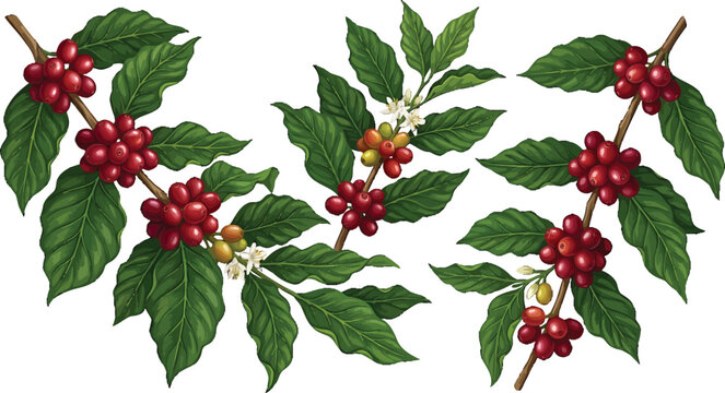 Coffee plant branches with ripe red berries and white flowers isolated on a black background vector illustration