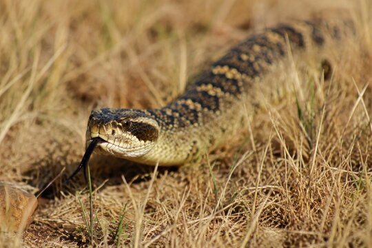 A venomous snake slithering through dry grass, its forked tongue flicking.