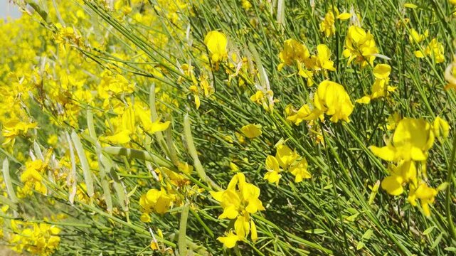 Common Broom flowers bloom in the bright sun of Crimea. This radiant bush fills the air with natural joy and calm, sunny energy.