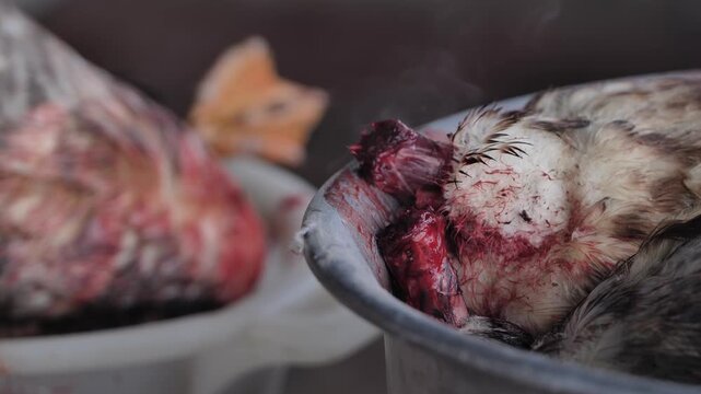 Beheaded poultry carcass resting in a bucket with blood and feathers