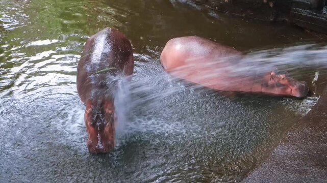 Common Hippo mother and offspring relaxing during hydrotherapy enrichment