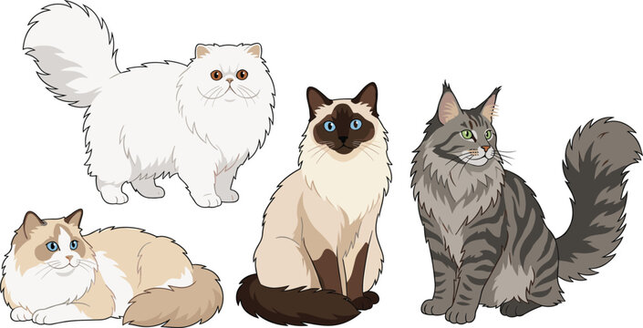 Domestic Cat Breed Collection with Fluffy Persian Siamese Maine Coon Cute Feline Pet Animal and Companion Vector Illustration Set