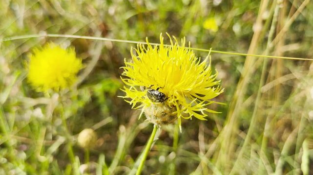 A white-spotted rose beetle crawls on a vibrant yellow star-thistle in a sunny Crimean meadow. This peaceful scene inspires a sense of quiet wonder and joyful harmony with wild nature.