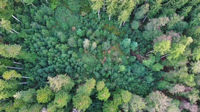 Aerial Top-Down View of Dense Green Forest Canopy Woodland