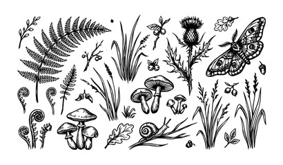 Hand drawn forest botanical elements and insects pen ink line art set fern mushroom moth snail vector EPS 10 © Md Monirul