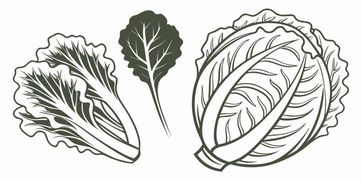Hand drawn illustration of cabbage and leafy green vegetables in monochrome style with line art vegan diet food illustration freshly picked