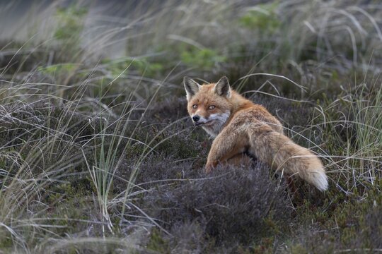 Although the red fox (Vulpes vulpes) has brought some mice in the catch, the pups obviously prefer the nutritious mother's milk, they take care of the mice afterwards, raising pups, animal pups, cute, May, Denmark