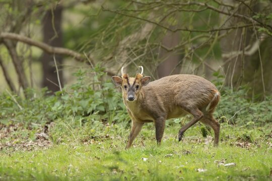 Muntjac deer (Muntiacus reevesi) adult male buck animal in a woodland, England, United Kingdom