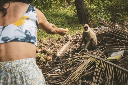 Woman tourist offers banana fruit to wild tufted gray langur in southern Sri Lanka forest clearing with dry leaves and tropical vegetation