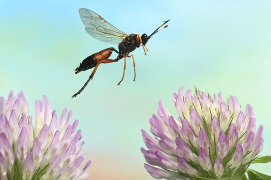 Slip wasp (Ichneumon sramentarius) in flight on flowers of red clover (Trifolium pratense), Germany