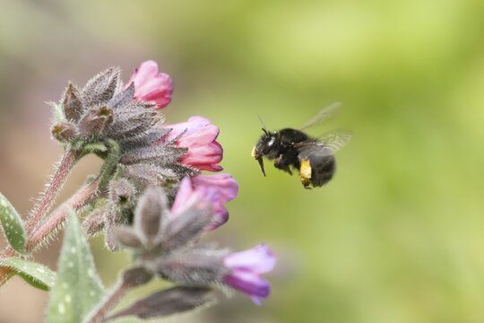 Ashy mining bee (Andrena cineraria) adult insect flying towards a garden flower in spring, England, United Kingdom