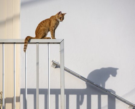 Tabby cat sitting on railing, shadow on wall, Paros, Cyclades, Aegean Sea, Greece
