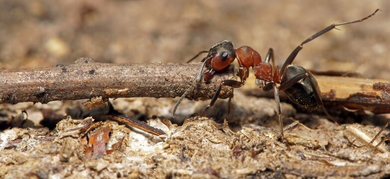 Red Wood Ant (Formica rufa) with knots, Hesse, Germany