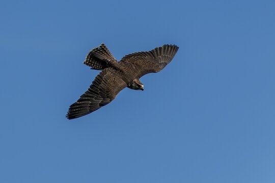 A falcon flying in front of a clear blue sky, Saker falcon, (Falco cherrug), Germany