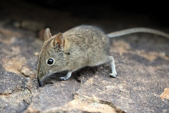 Short-eared Trunked Shrew (Macroscelides probosideus), Short-eared Elephant Shrew, Short-eared Trunked Shrew, adult, foraging, alert, Mountain Zebra National Park, Eastern Cape, South Africa