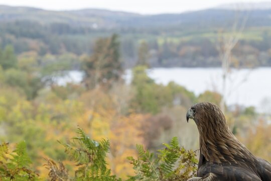 Golden eagle (Aquila chrysaetos) adult bird of prey raptor looking over a Scottish Highland landscape, Scotland, United Kingdom