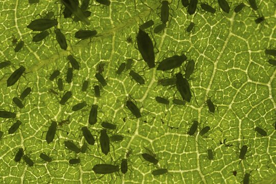 Plum aphid (Hyalopterus pruni) aphids on a plum tree leaf in summer, England, United Kingdom