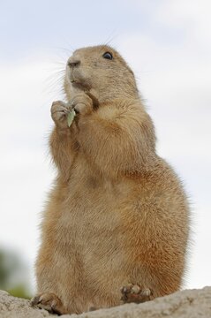 Black-tailed prairie dog (Cynomys ludovicianus), foraging, captive, occurring in North America