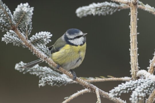 Blue tit (Cyanistes caeruleus) adult garden bird on a frost covered Christmas spruce tree in winter, England, United Kingdom