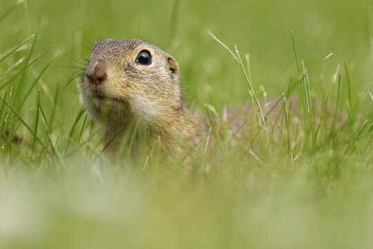 Gopher (Spermophilus citellus) in a flower meadow, wildlife, Burgenland, Austria