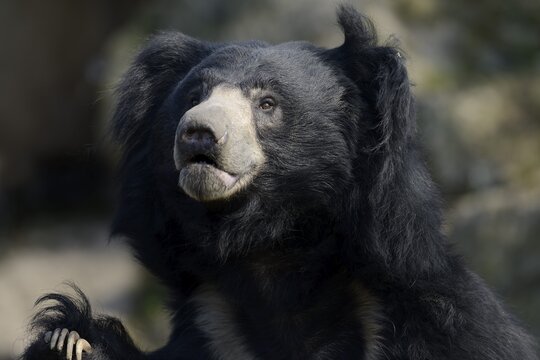 Sloth bear (Melursus ursinus), portrait, captive, native to India