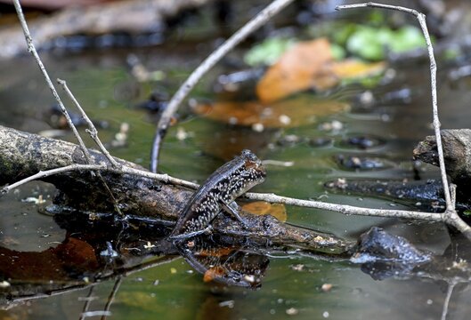 Atlantic mudskipper (Periophthalmus barbarus), Loango National Park, Parc National de Loango, Ogoou&eacute;-Maritime Province, Gabon