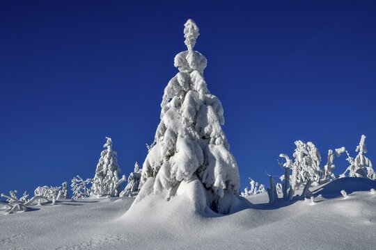 Snowy winter landscape near the Vogelskopf, near Baiersbronn, county Freudenstadt, Black Forest, Baden-W&uuml;rttemberg, Germany